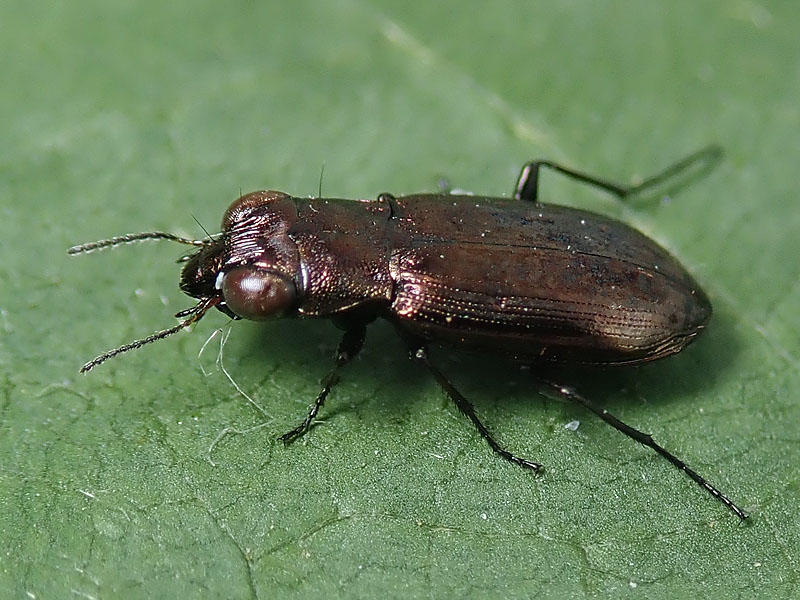 Carabidae: Notiophilus geminatus